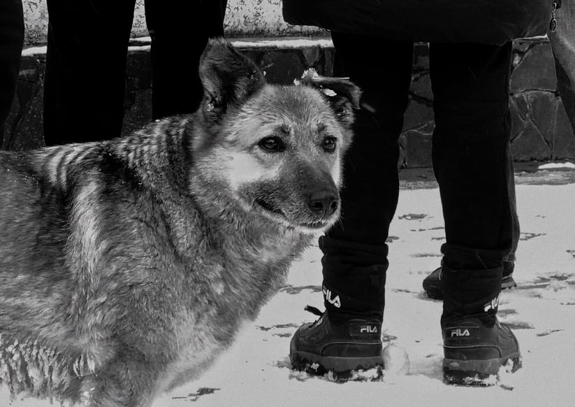 Finance4Learning | Dog from Bucha / Kyiv